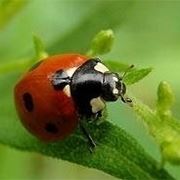 coccinella