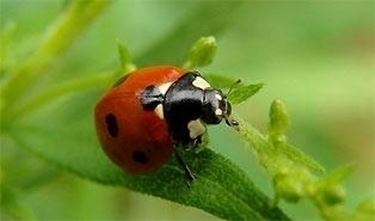 coccinella