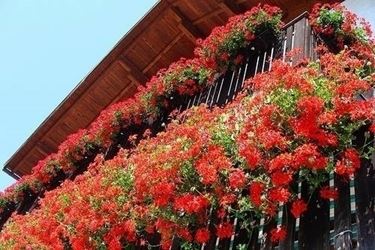 Balcone fiorito