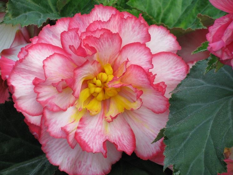 Fiore variegato di begonia