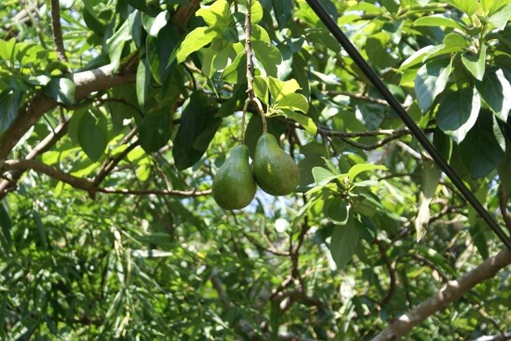 pianta avocado