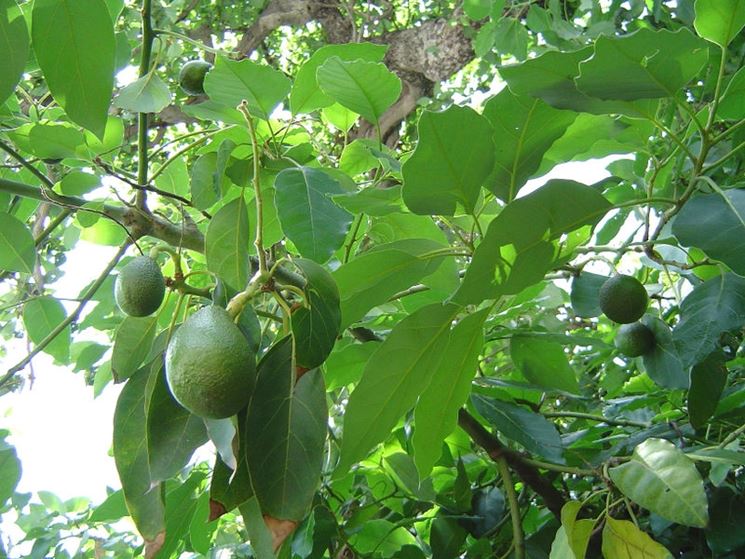 pianta avocado 