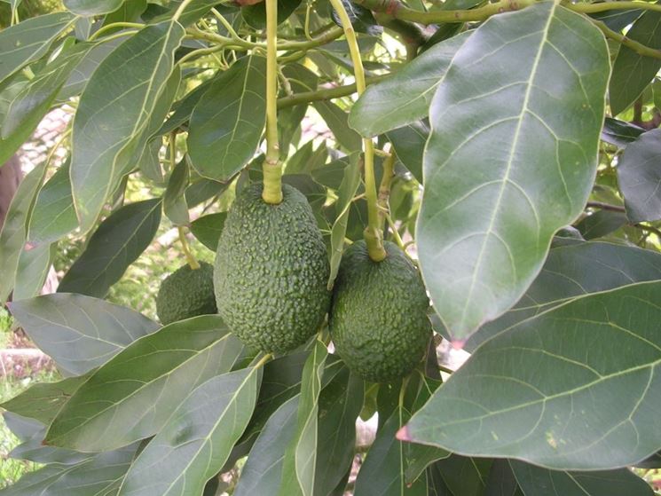 frutti avocado