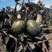 pianta avocado potatura