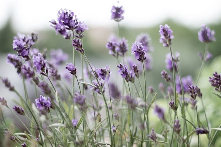 Coltivare lavanda