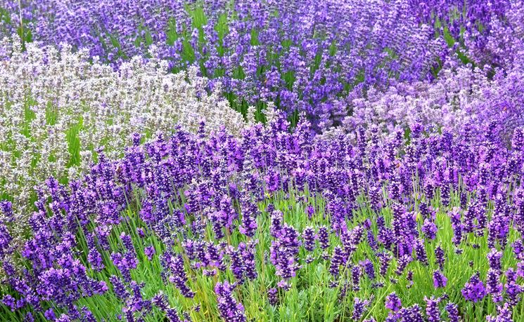 Ambiente coltivazione lavanda