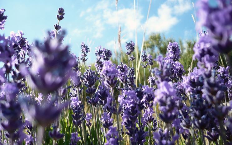 Come piantare la lavanda