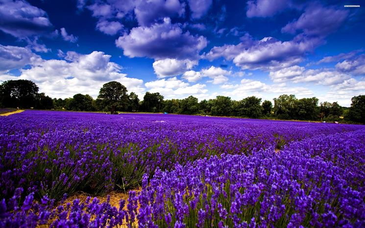 fioritura lavanda