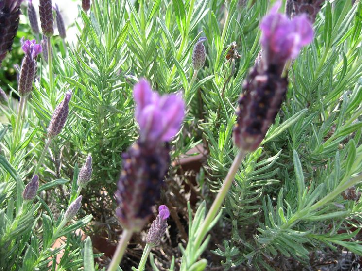 fiori di lavanda