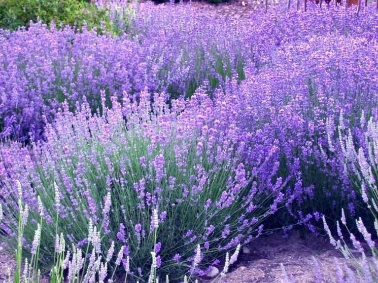 moltiplicazione lavanda