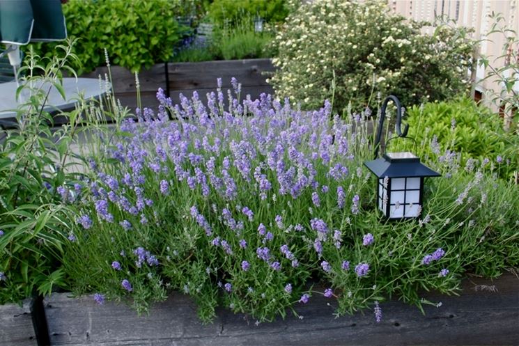 lavanda fiorita