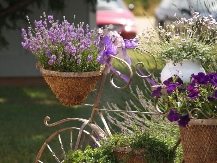 Lavanda in vaso