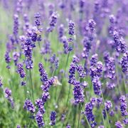 coltivare lavanda