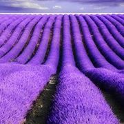 lavanda coltivazione