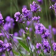 lavanda coltivazione