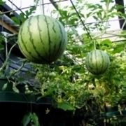 coltivare il melone