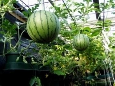 coltivare il melone