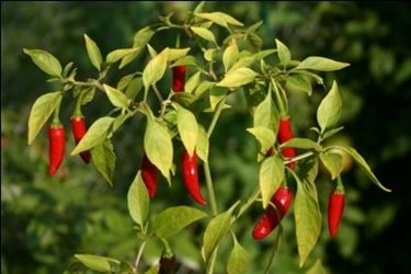 pianta di peperoncini rossi