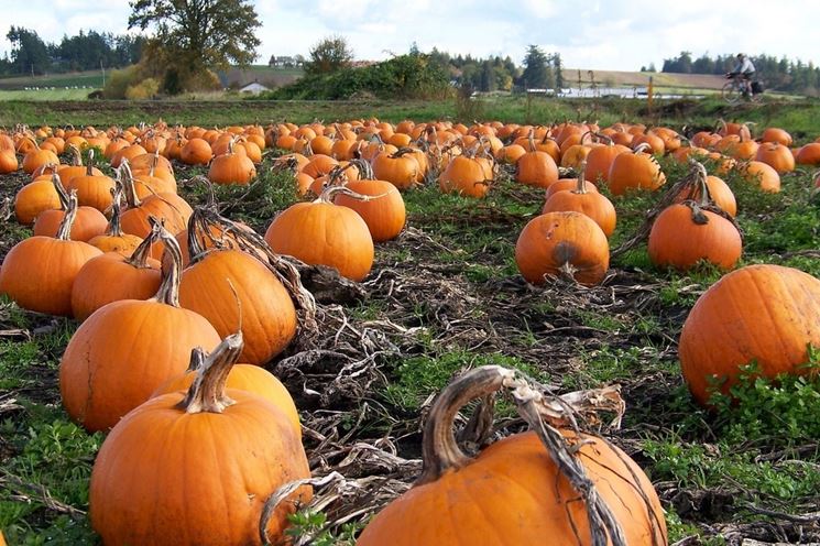 pianta di zucca