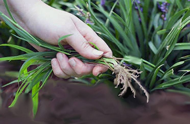 Eliminare erbacce - Giardinaggio