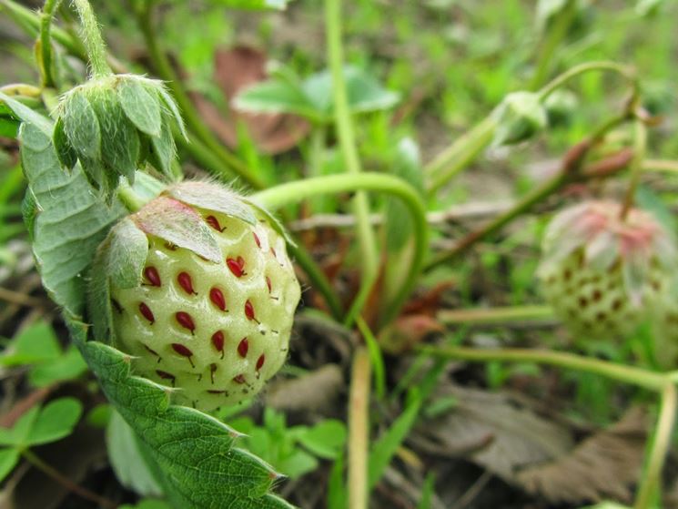 fragola bianca pianta