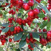 Innestare il ciliegio per produrre buoni frutti