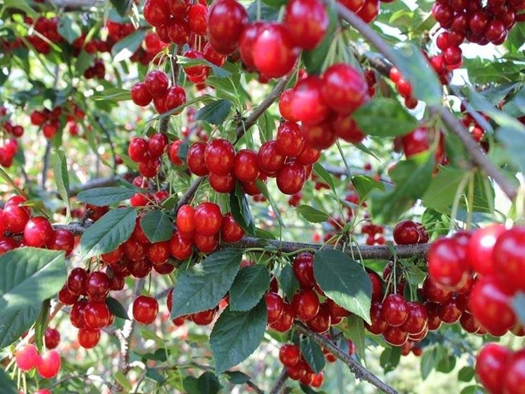 Innestare il ciliegio per produrre buoni frutti