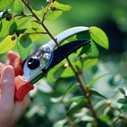 Lavori in giardino di aprile