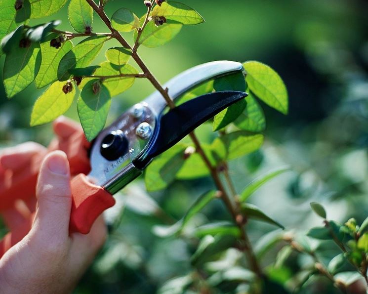 Lavori in giardino di aprile