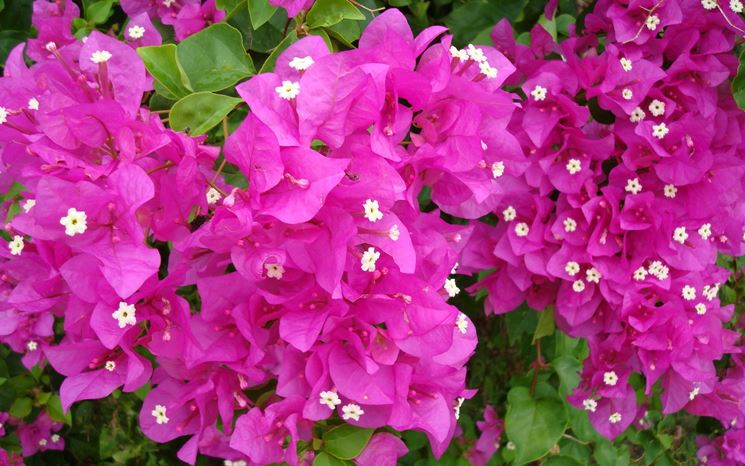 bouganville