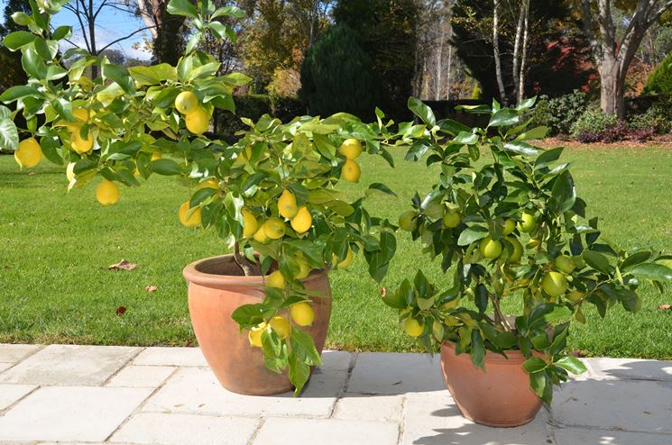 Piante di limone in vaso