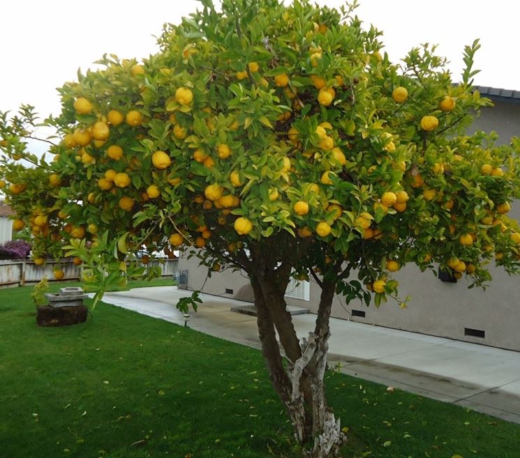 Limone in piena terra