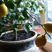 Coltivazione dei limoni in vaso