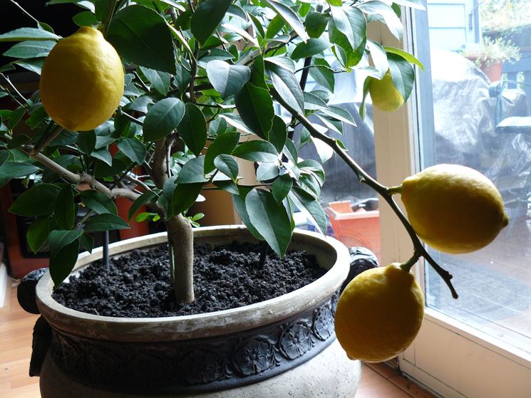 Coltivazione dei limoni in vaso