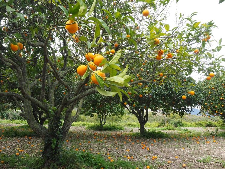 Coltivazione degli agrumi in giardino