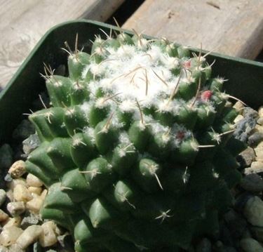 Cactus malattie 
