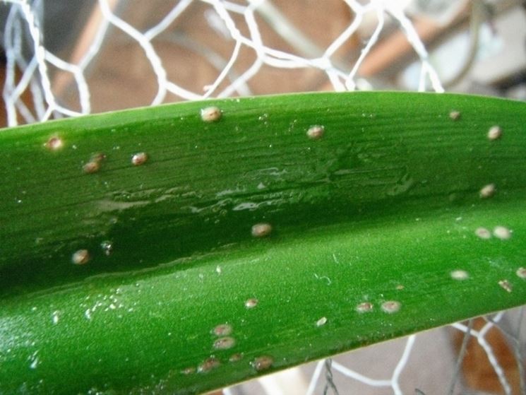 pianta infettata da cocciniglia