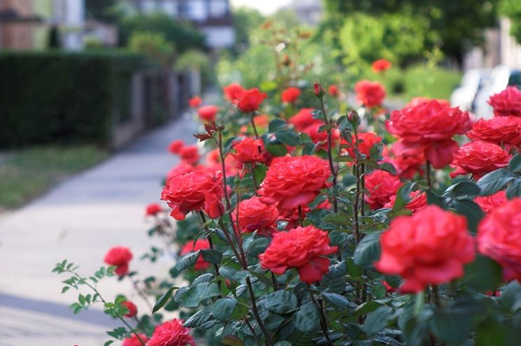 Risultati immagini per pianta di rosa