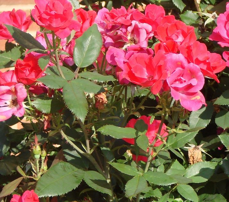 piante di rose