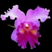 parassiti orchidee