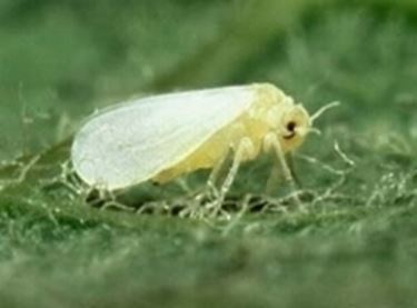 esemplare mosca bianca