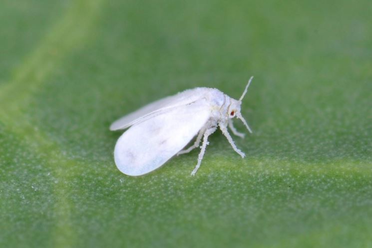 foglia infettata da mosca bianca