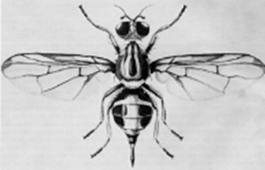 mosca dell' olivo 