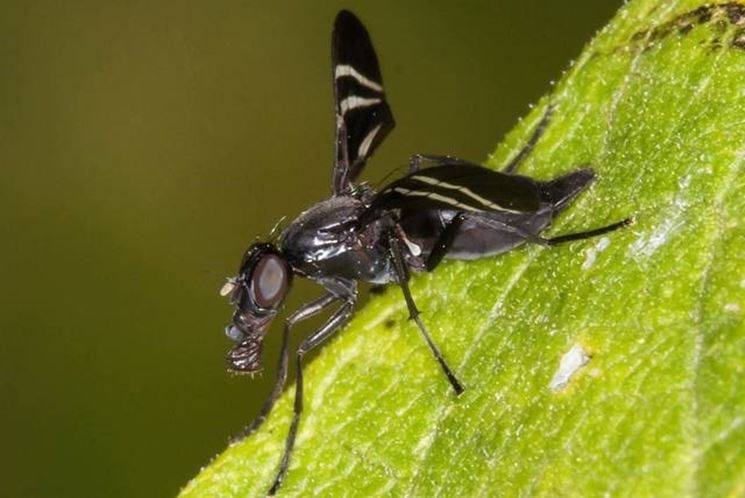 Mosca della cipolla 