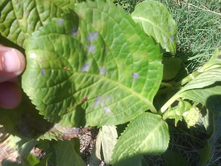 foglie ortensia malata