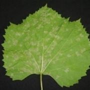 segni della peronospora