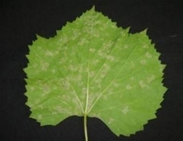 segni della peronospora