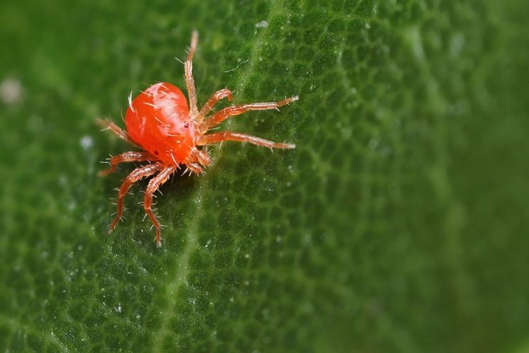 foglie rovinate da ragnetto rosso