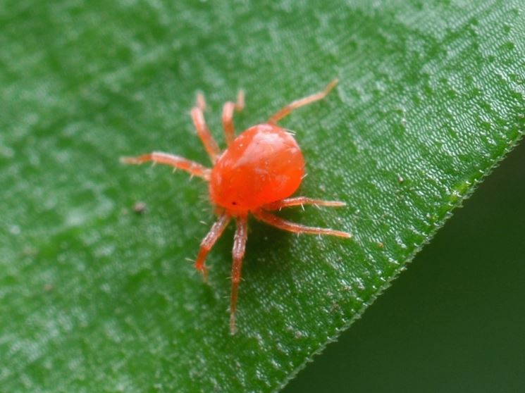 foglie rovinate dal ragnetto rosso