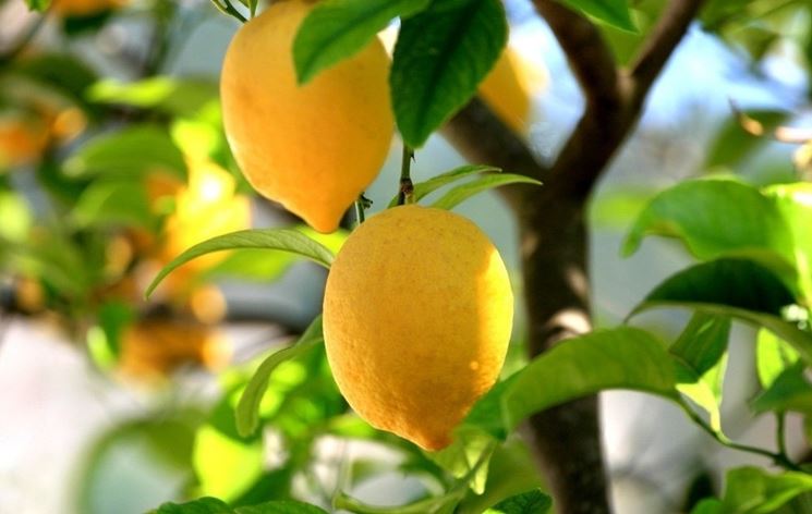 Come Potare Il Limone Potatura Potatura Limone